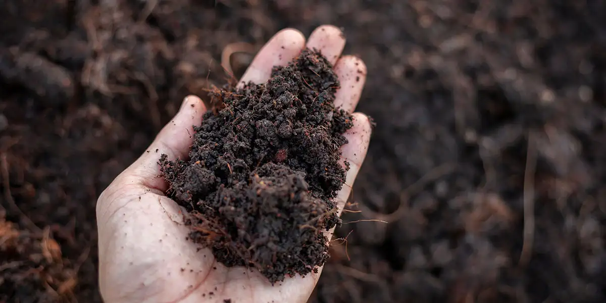 hand holding soil in garden before it gets tested