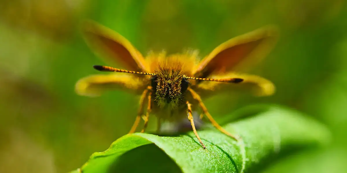Moths-Fuzzy Close up of a fuzzy moth